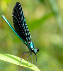 Macro selective focus on the head of a dark winged damselfly resting on a blade of grass. 