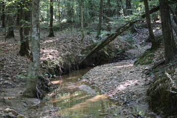 Woodlands 