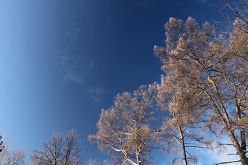 Snowy trees on blue sky