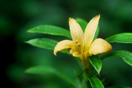 Barleria prionitis Yellow flower in a woods