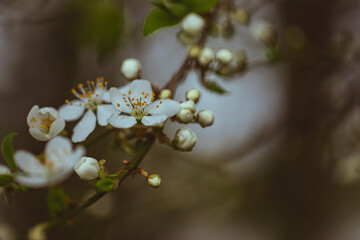 Close-up of cherry tree flowers