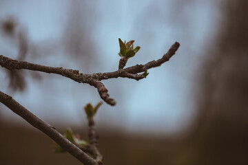 Spring apple tree bud closeup