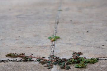 Purslane weed growing through a crack and joint between two concrete slabs.