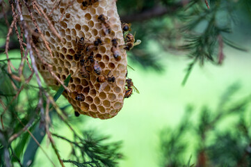 Honey bee hive being constructed on a tree branch in the wild. 