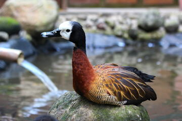A white-faced whistling duck