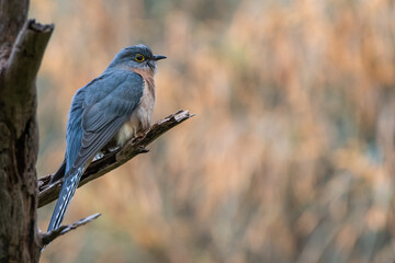 Fan-tailed cuckoo (Cacomantis flabelliformis) perches on a branch in the evening, Tower Hill, Victoria