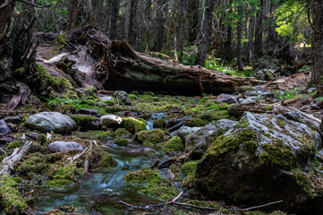 Naklejka na ściany i meble Running glacier melt water in a shallow stream along the Trail of Cedars path to Avalanche Lake in Glacier National Park