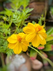 Yellow Cosmos flowers