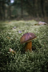 Edible boletus edulis mushroom growing in the moss. Beautiful sunshine scene