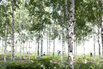 Fototapeta premium Urban city public artificial birch park in summer tree