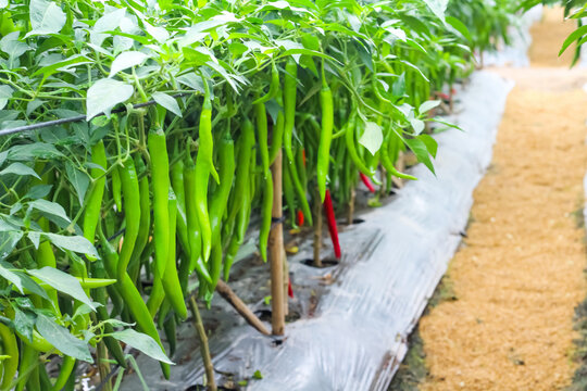 Fresh chilli Pepper field (copsicum annuum)  hanging on tree in organic vegetable  farm garden background