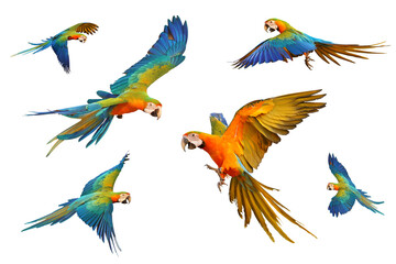 Set of Catalina parrot isolated on white background. © Passakorn