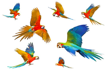 Fototapeta premium Set of Harlequin macaw parrot isolated on white background.