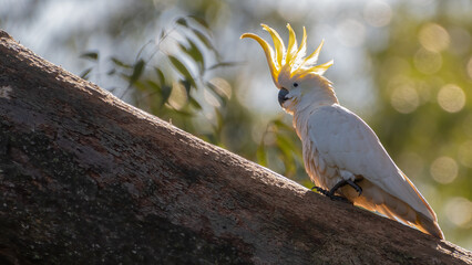 White cockatoo backlit by the sun in the forest, Sydney, Australia. Beautiful parrot species.