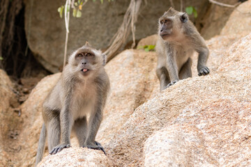 Two long tailed macaque sitting on the rocks.  One sticking his tongue out at the camera.