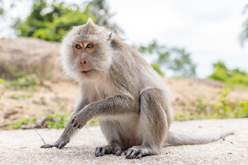 An older long tailed macaque sitting on the rocks beside the road.