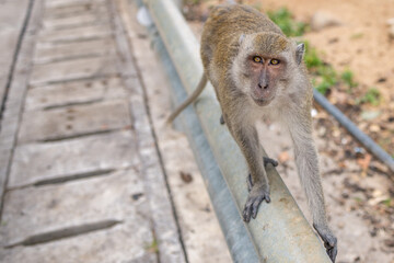 Long tailed macaque monkey walking the road