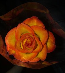 Orange rose with dark red tips
