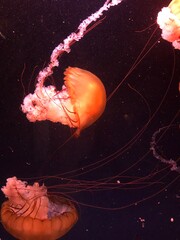 jelly fish in the sea © GetawayIllustrations