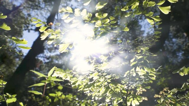 Ma&ntilde;ana en el bosque, aire fresco, brillos del sol en movimiento