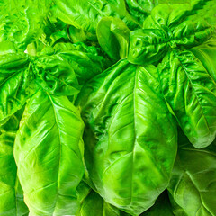Fototapeta na wymiar Basil leaves for pesto. Pattern. Fresh green basil herb as a Background.