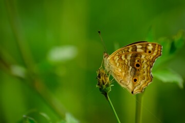 Lemon pansy butterfly nectar on a wild flower.  Junonia lemonias, the lemon pansy. Slective focus. Nature blurred green background