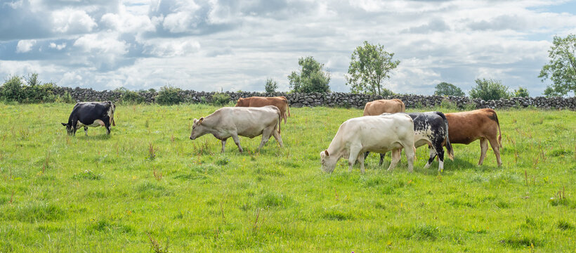 Cows Grazing in Ireland