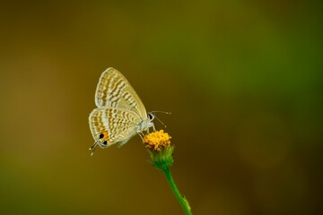  	Lycaenidae butterfly feeding  on a blooming flower in the  summer day. Blurred nature green background. Lampides boeticus, the pea blue, or long-tailed blue