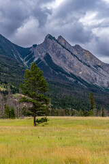 Fototapeta na wymiar Mt. Colin and an evergreen in a meadow near the Jasper airfield in Jasper National Park, Alberta