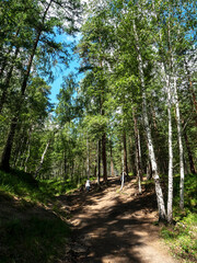 beautiful mixed forest in the southern Urals
