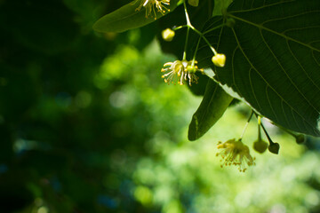 Tilia, linden tree, basswood or lime tree with unblown blossom. Tilia tree is going to bloom. A bee gathers lime-colored honey