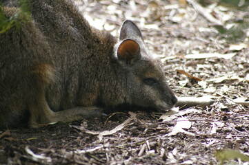 Brush Wallaby cute - australia