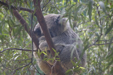 Koala at zoo