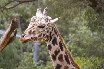 Giraffe close-up