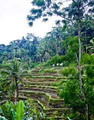Fototapeta na wymiar Rice terraces in Tegal Alang Village, Ubud, Bali, Indonesia