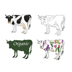 Large set of illustrations of organic cows. Illustration of a cow in flowers, orange, milk, meat as a logo, icon, blank for a designer, print