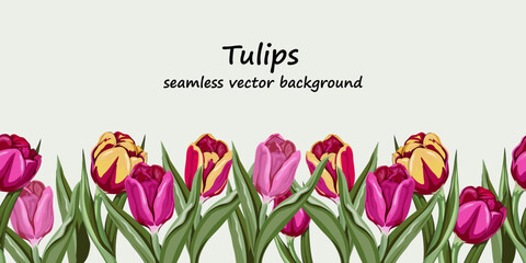 Seamless tulips flowers border hand drawn vector illustration isolated.