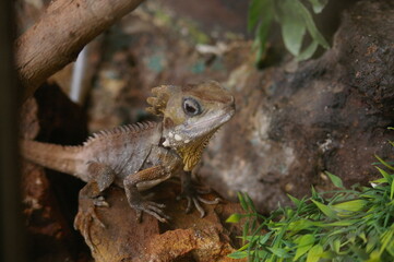lizard on a tree