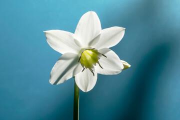 Beautiful eucharis, the english name amazon lily,