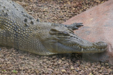 Saltwater Crocodile