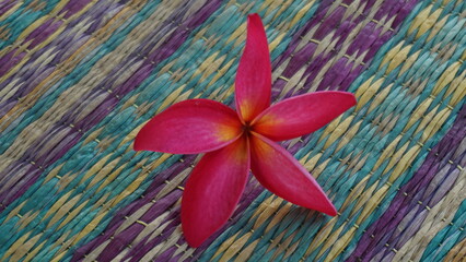 Pink frangipani flowers fall on the ground