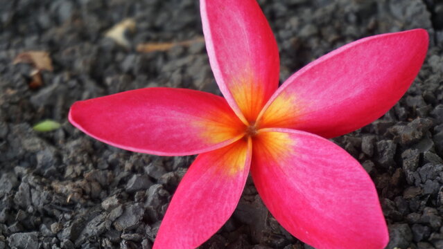 Pink frangipani flowers are falling on the ground.