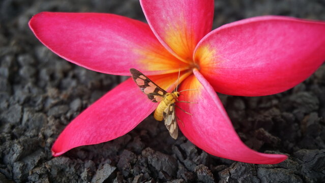 Pink frangipani flowers and a small butterfly