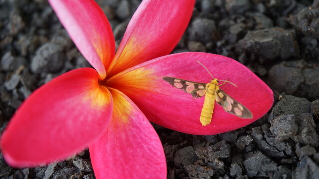 Pink frangipani flowers and a small butterfly