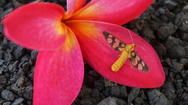 Pink frangipani flowers and a small butterfly