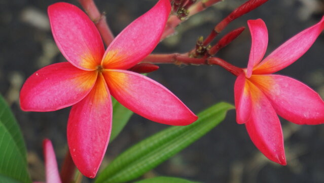  pink frangipani flowers