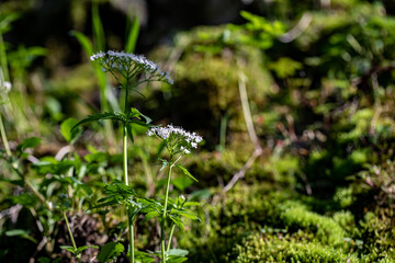 Valeriana tripteris flower growing in meadow, close up	