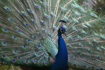 Obraz premium peacock with feathers
