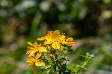 Hypericum perforatum flower in meadow	