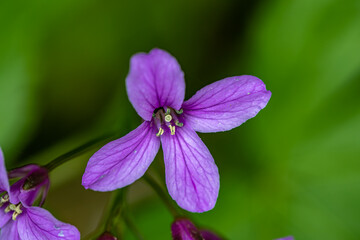 Cardamine pentaphyllos flower in meadow	